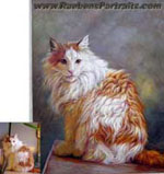 Cat Portrait Studio Background